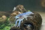 Blauwe Kreeften (Procambarus alleni) – Mooie kleur – Gezond!, Kreeft, Krab of Garnaal, Zoetwatervis