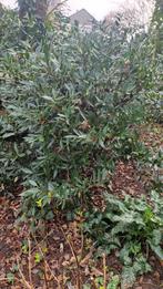 Laurierplant - Groenblijvende struik voor tuin of pot, Overige soorten, Vaste plant, Ophalen of Verzenden, Bloeit niet