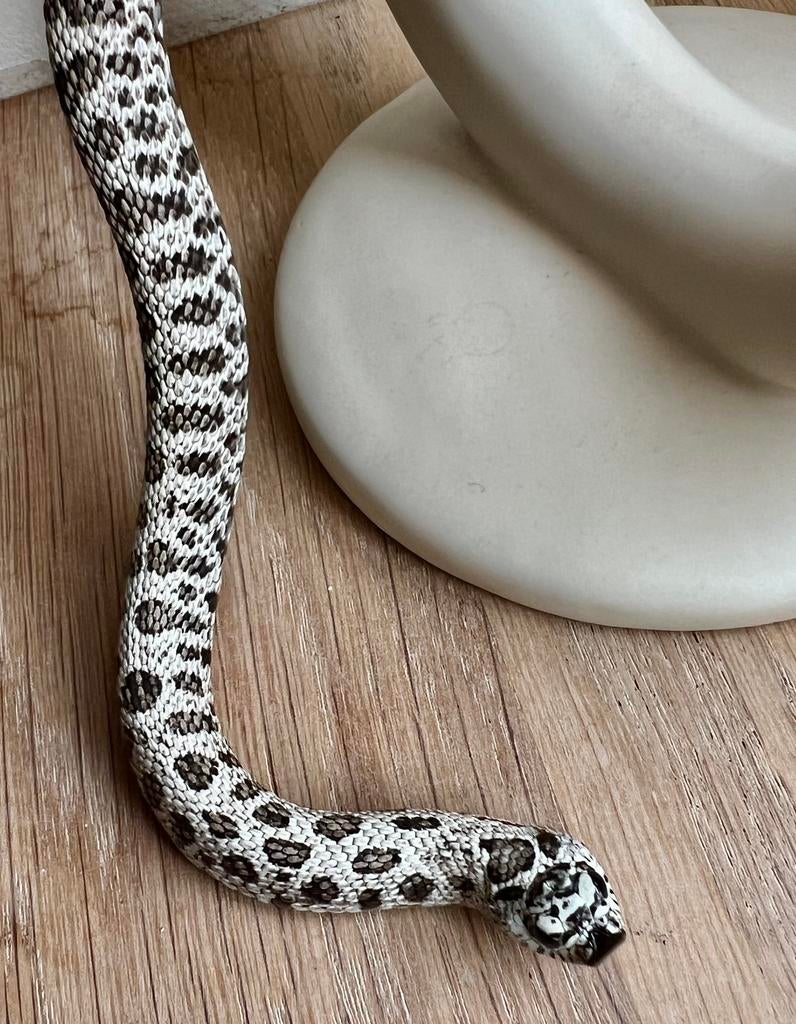 1.0 Heterodon Nasicus 2025 Hognose Snake - male for sale from Vangilbergen