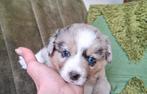 Welsh Corgi Cardigan pups, 8 tot 15 weken, Meerdere, Meerdere dieren, Nederland