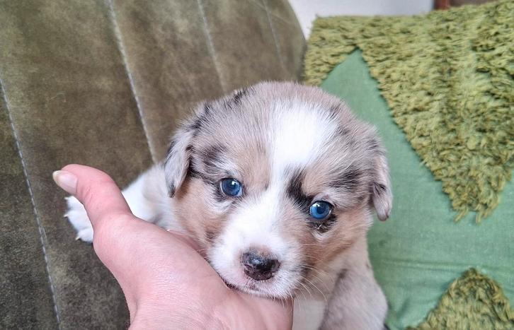 Welsh Corgi Cardigan pups, Dieren en Toebehoren, Honden | Niet-rashonden, Meerdere dieren, Particulier, Meerdere, Nederland, 8 tot 15 weken