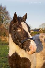 Zadelmak 5 jarige D pony, Dieren en Toebehoren, Pony's, Merrie, B, 3 tot 6 jaar, D pony (1.37m tot 1.48m)