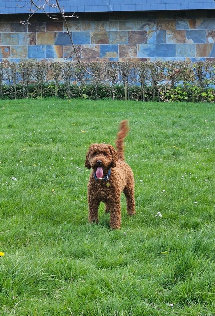 Honden oppas gezocht Australian labradoodle in Almere/ 'Gooi, Dieren en Toebehoren, Honden-accessoires, Nieuw, Ophalen