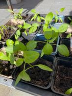 Jalapeno peper planten - Verse moestuin planten, Volle zon, Groenteplanten, Eenjarig, Ophalen of Verzenden