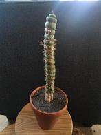 Cactus eulychnia castanea spiralis, Ophalen of Verzenden, Volle zon, Minder dan 100 cm