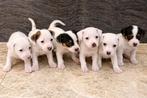 Jack Russel Pups, België, Particulier, Jack Russell Terriër, 8 tot 15 weken