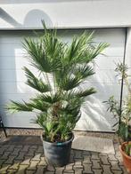 Prachtige palmboom Chamaerops humilis in pot TE KOOP, Ophalen, Overige soorten, Struik, 100 tot 250 cm
