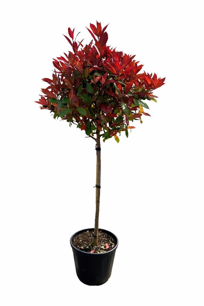 Photinia F. Red Robin halfstam in pot, Tuin en Terras, Planten | Bomen, In pot, Halfschaduw, 100 tot 250 cm, Overige soorten
