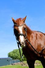 Lieve betrouwbare pony te koop, Dieren en Toebehoren, Paarden, Ruin, Recreatiepaard, 11 jaar of ouder