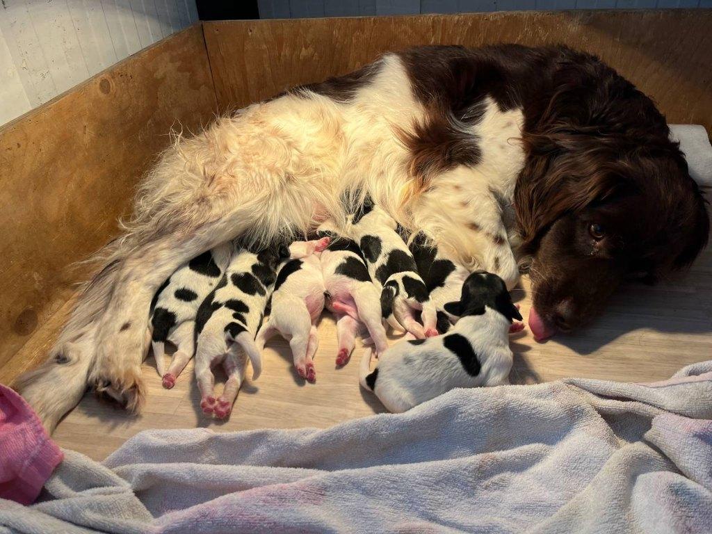 Friese Stabij pups goed gesocialiseerd, Dieren en Toebehoren, Overige rassen, 8 tot 15 weken, Meerdere, Meerdere dieren