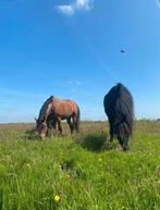 Paardenstalling Wormer – 2 boxen vrij op rustige  stal, Dieren en Toebehoren, Stalling