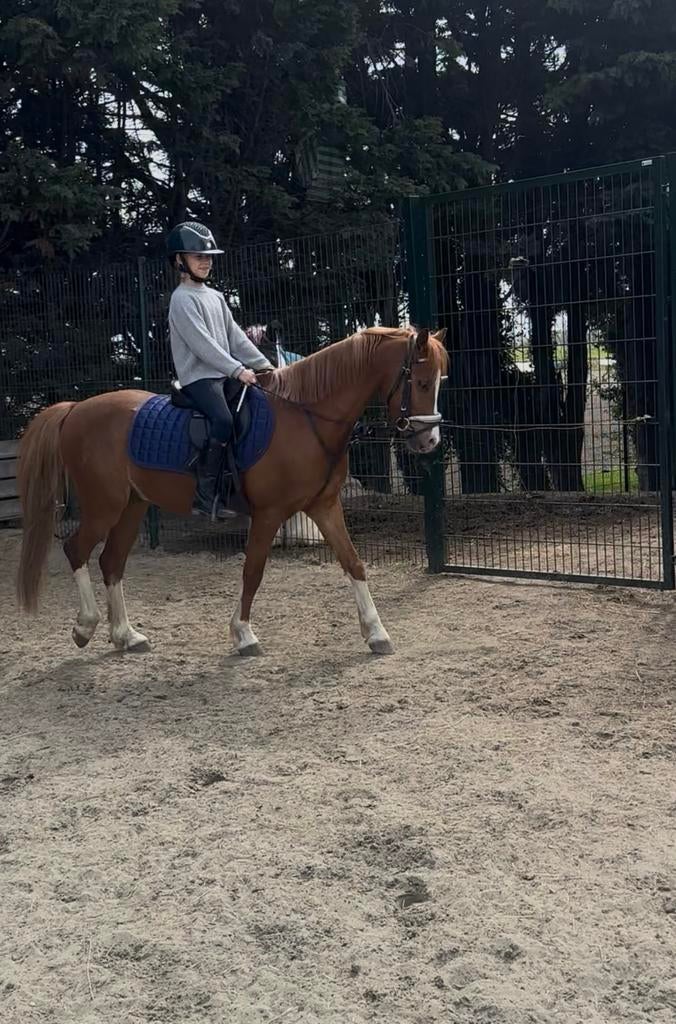 Welsh pony ruin 6 jaar, Ruin, Zadelmak, C pony (1.27m tot 1.37m), 3 tot 6 jaar