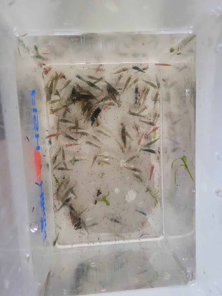 Mix garnalen, neocaridina