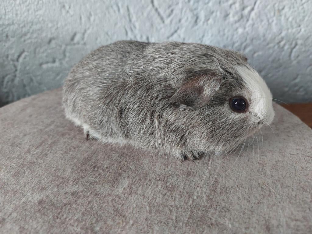 4 leuke beren, Dieren en Toebehoren, Knaagdieren, Mannelijk, Cavia, Maart, Tam