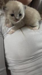 ♥️Nog 1Mannetje over UNIEKE SIAMEES/RAGDOLL️♥️, Dieren en Toebehoren, Meerdere dieren, Ingeënt