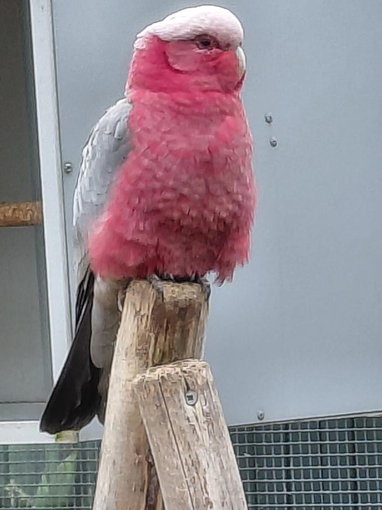 Kweekman Rosè kaketoe en nog..., Mannelijk, Papegaai, Geringd