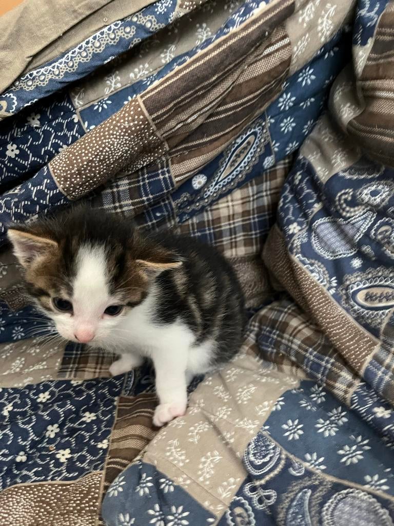 Kittens, Europese korthaar, Dieren en Toebehoren, Katten en Kittens | Overige Katten, Meerdere dieren, Kortharig, 0 tot 2 jaar