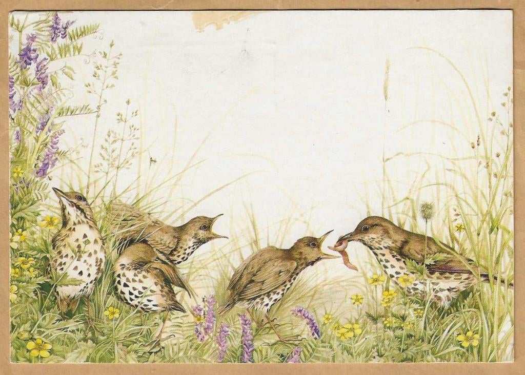 Ansichtkaart. Marjolein Bastin. Zanglijsters., Ophalen of Verzenden, 1980 tot heden, Gelopen, Noord-Brabant