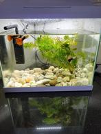 Aquarium, Dieren en Toebehoren, Ophalen of Verzenden, Zo goed als nieuw, Gevuld zoetwateraquarium