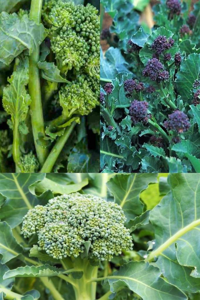 Broccoli zaden, Verzenden, Zaad