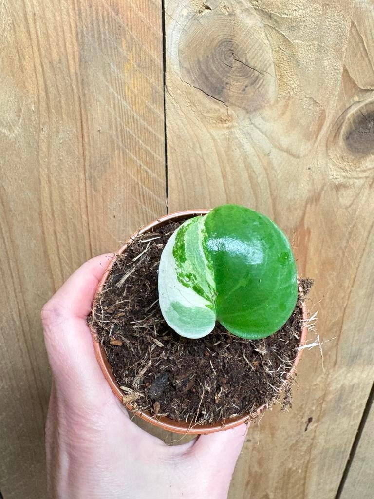 Monstera deliciosa variegata plant albo white wit halfmoon, Huis en Inrichting, Kamerplanten, Ophalen of Verzenden, Halfschaduw