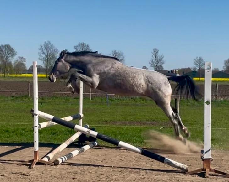 Twee jarige merrie uit bewezen int. Springstam, welsh C pony, Dieren en Toebehoren, Paarden, Merrie, Springpaard, Met stamboom