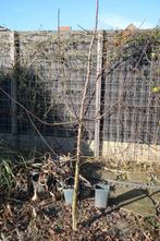 Wilde Appelboompjes, Ophalen, 100 tot 250 cm, Appelboom, Zomer