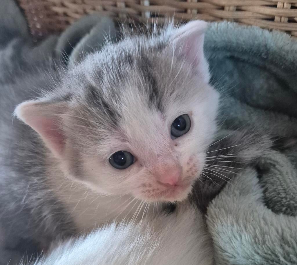 Kittens, Dieren en Toebehoren, Katten en Kittens | Overige Katten, Meerdere dieren, 0 tot 2 jaar