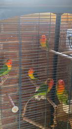 koppel agapornissen 1 ،80€, Dieren en Toebehoren, Vogels | Parkieten en Papegaaien