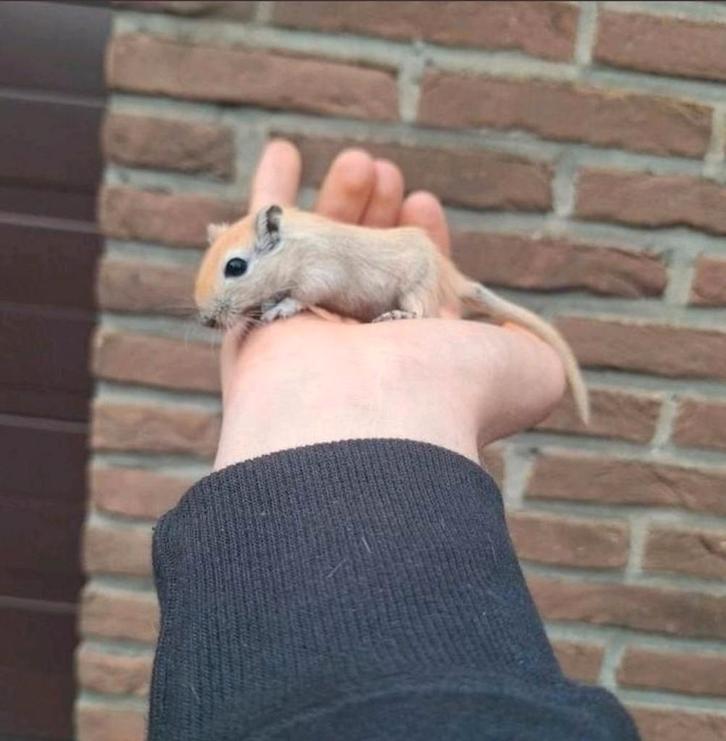 Jonge Mongoolse gerbils BELGIË, Dieren en Toebehoren, Knaagdieren, Meerdere dieren, Overige typen, Januari, Tam