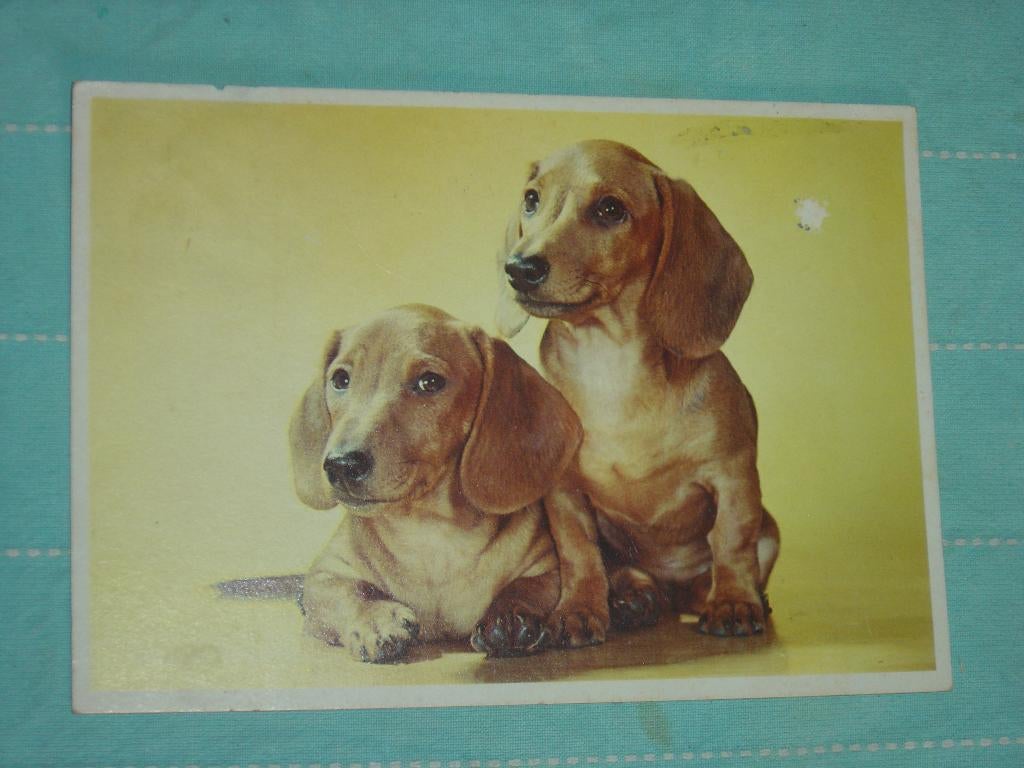 13) Kleuren ansichtkaart Honden, Ophalen of Verzenden, 1960 tot 1980, Gelopen, Hond of Kat