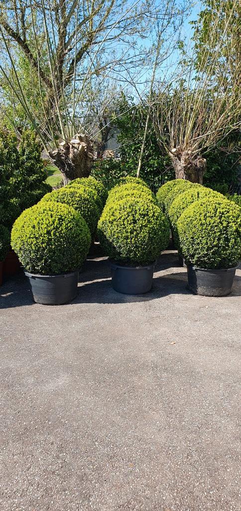 Mooie buxus bollen, Tuin en Terras, Planten | Tuinplanten, Overige soorten, Volle zon, Bloeit niet, Ophalen