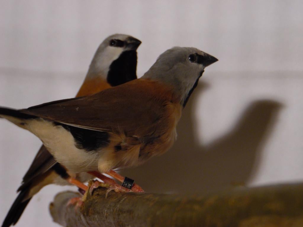 Gordelgrasvink | Wildkleur | Deskundig advies, Meerdere dieren, Tropenvogel