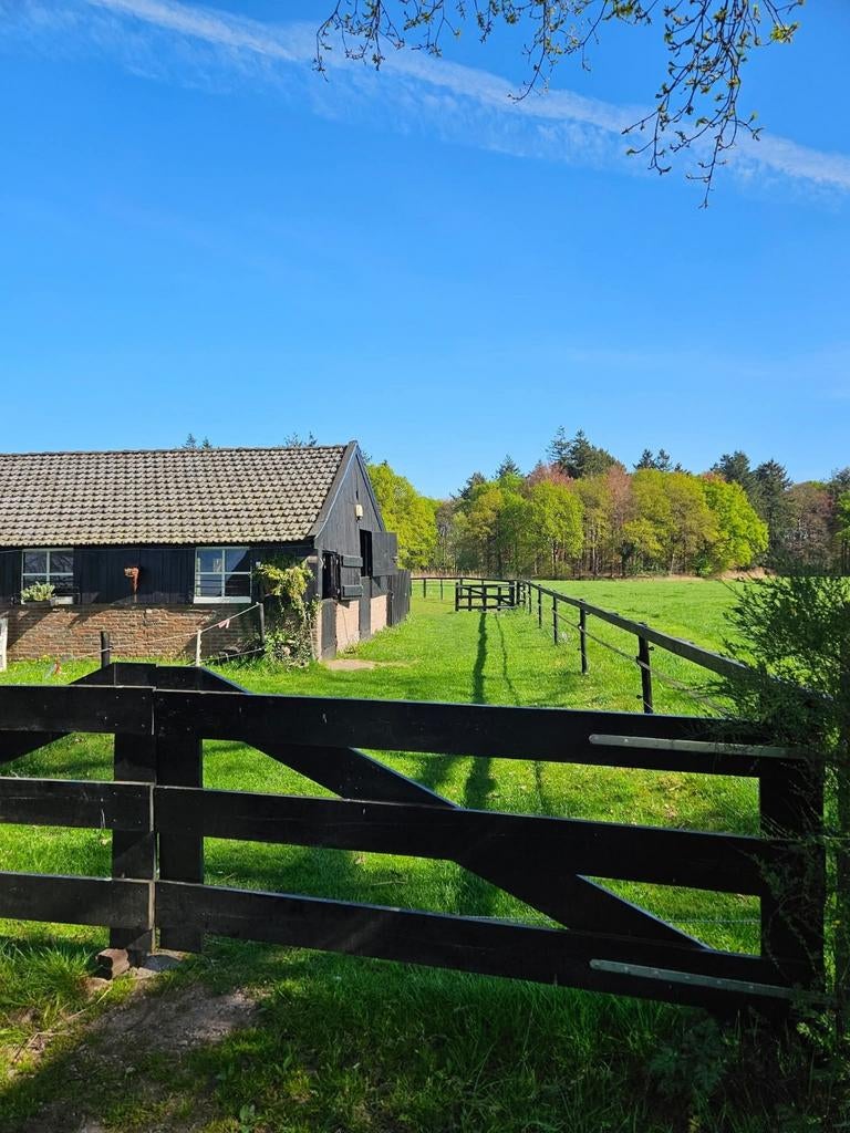 Stalling Woudenberg/Scherpenzeel, Weidegang, 2 of 3 paarden of pony's