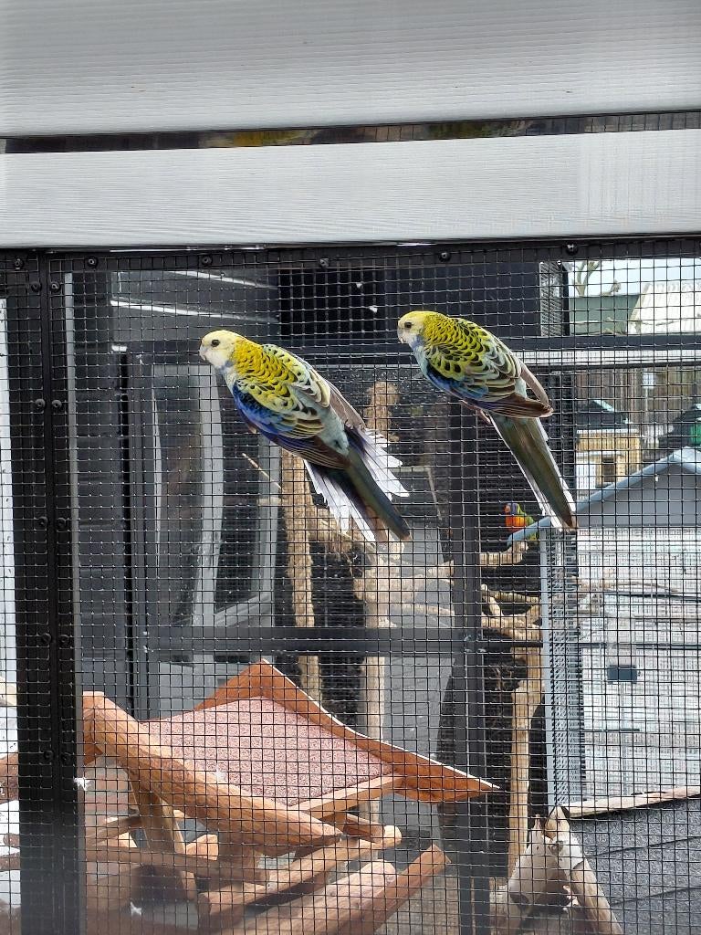 Bleekkop Rosella l Broedkoppel, Dieren en Toebehoren, Meerdere dieren, Parkiet, Geringd