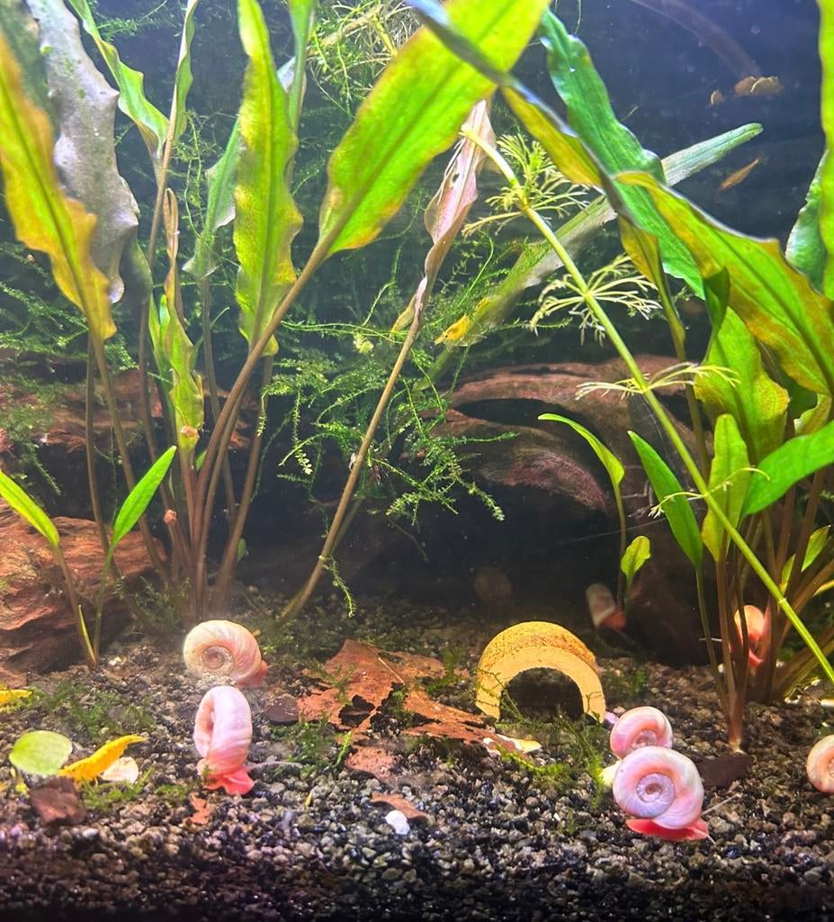 Roze Posthoorn slakken, Dieren en Toebehoren, Vissen | Aquariumvissen, Slak of Weekdier, Zoetwatervis