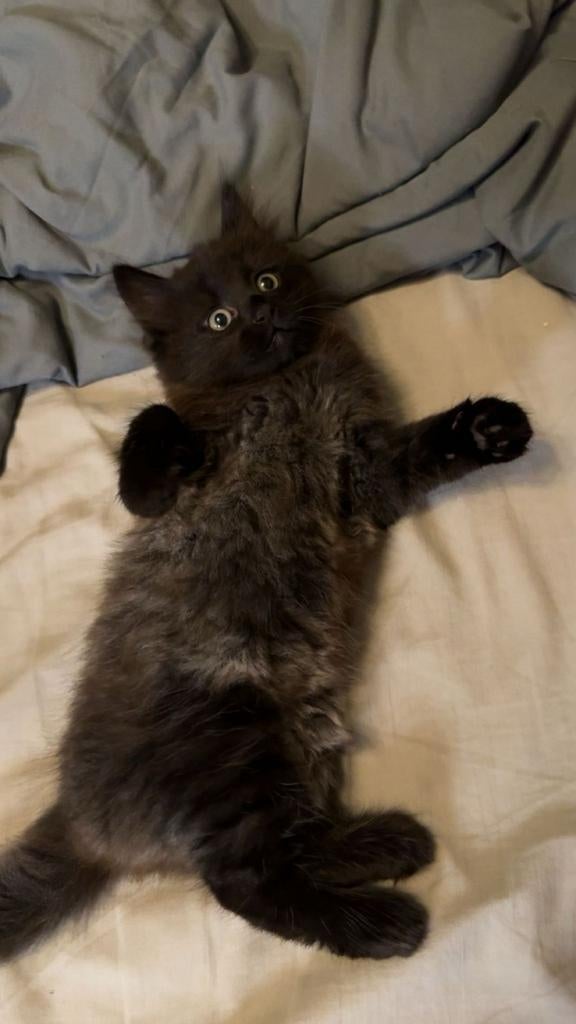 Lieve kitten (poesje) – x Ragdoll -, Poes, Ontwormd