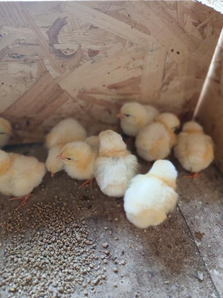 Wyandotte kuikens en hennen, Dieren en Toebehoren, Pluimvee, Meerdere dieren, Kip