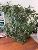 Ficus Benjamini plant, Ophalen, Ficus, Halfschaduw, In pot