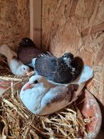 Postduiven, Meerdere dieren, Postduif