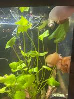 Appelslakken goudgeel, Dieren en Toebehoren, Vissen | Aquariumvissen, Vis