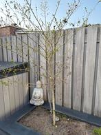 2 Wilde Liguster Struiken - Zelf Uitsteken en Ophalen, Tuin en Terras, Vaste plant, Bloeit niet, Halfschaduw, Ophalen