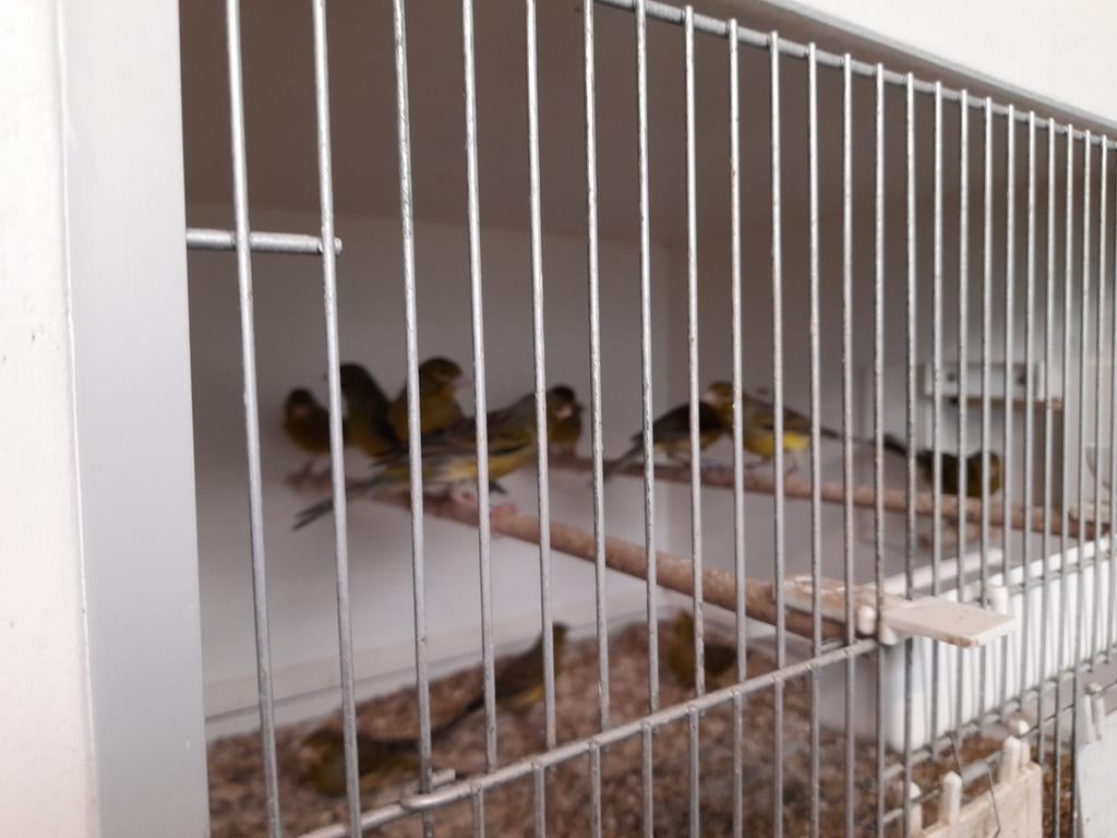 Timbrado's, Dieren en Toebehoren, Vogels | Kanaries, Geslacht onbekend, Zangkanarie