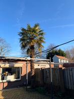 Mooie  Trachycarpus fortunei, Volle zon, Bloeit niet, Ophalen of Verzenden, Palmboom