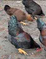 Barnevelder kippen., Dieren en Toebehoren, Meerdere dieren, Kip