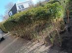 Gratis af te halen heg, Ophalen, Overige soorten, 100 tot 250 cm