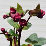 Helleborus (kerstroos), exclusieve soorten, Ophalen of Verzenden, Winter, Vaste plant, Halfschaduw