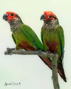 Diverse pyrrhura te koop, Dieren en Toebehoren, Vogels | Parkieten en Papegaaien, Meerdere dieren, Parkiet, Geringd