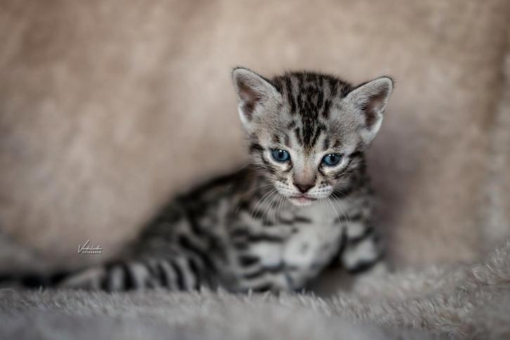 Prachtige zilverbengaal en zilver charcoal Bengaal kittens, Dieren en Toebehoren, Katten en Kittens | Raskatten | Korthaar