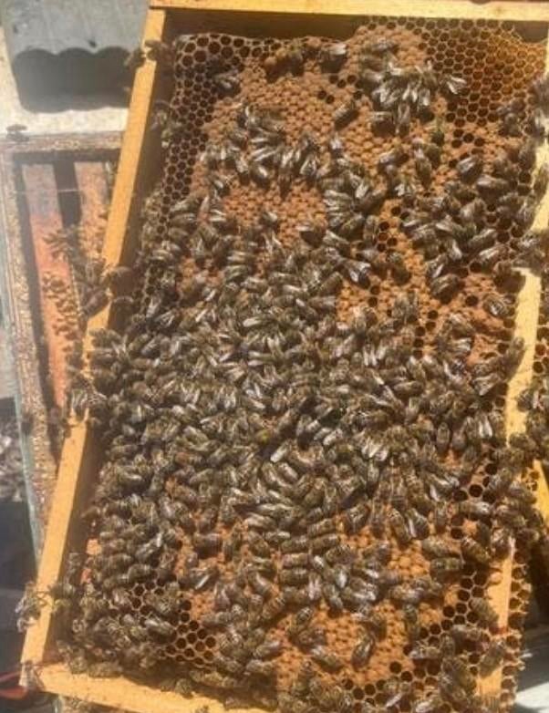 Gezocht bijenvolk, Ophalen of Verzenden